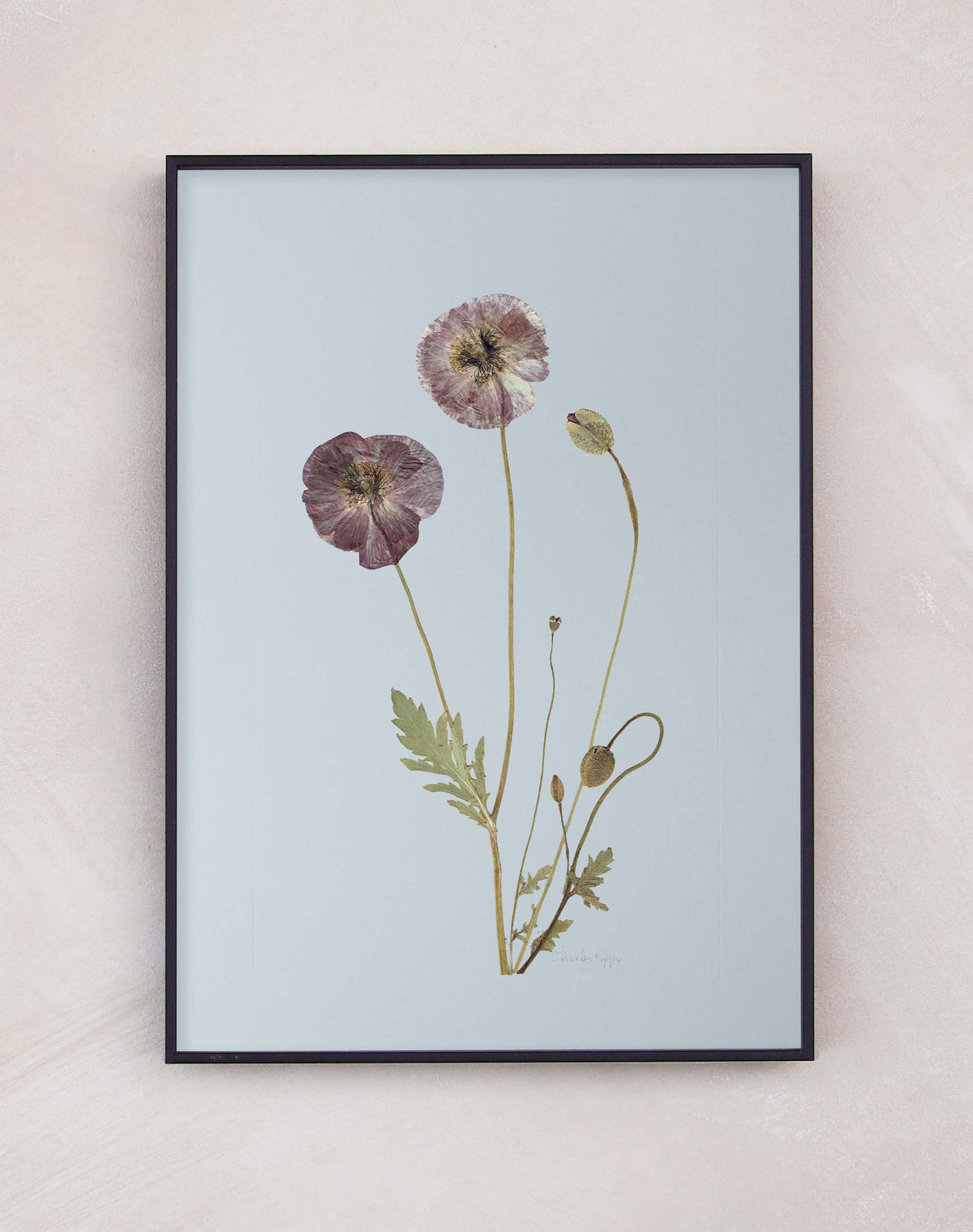 Shirley Poppy
