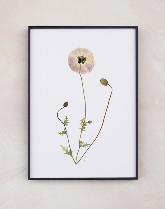 Poppy