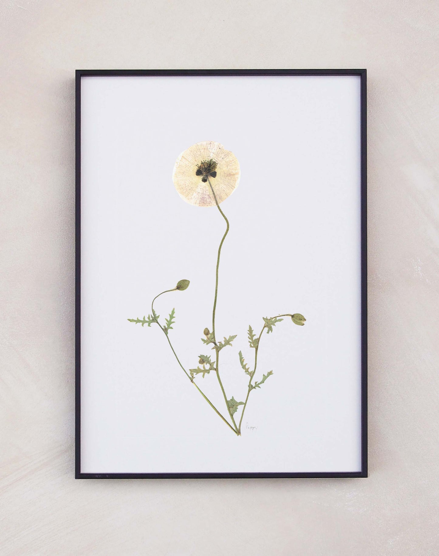 Poppy