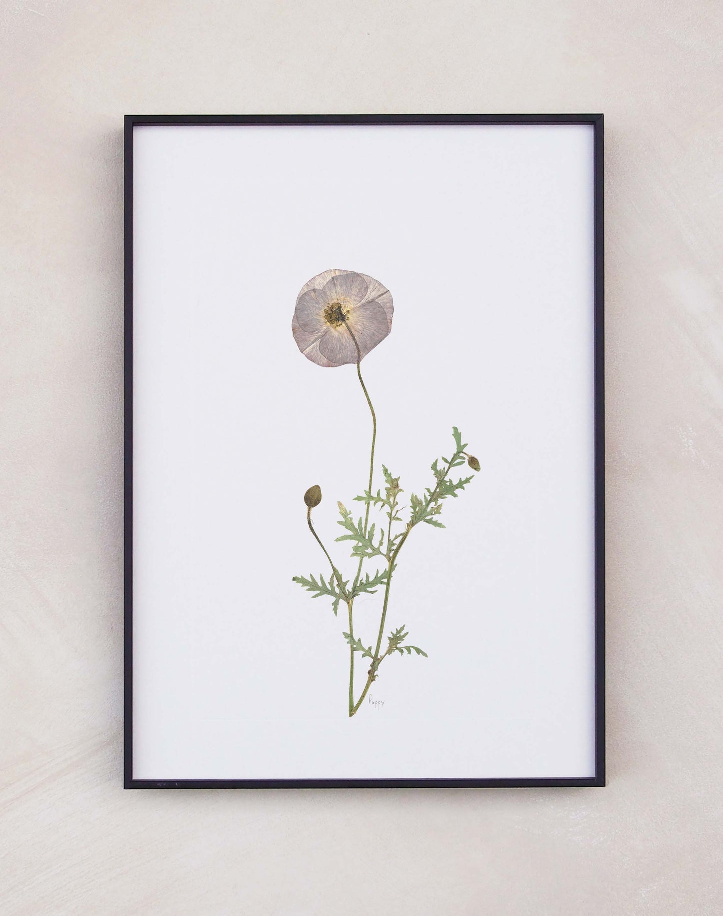 Poppy
