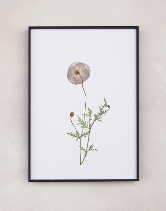 Poppy