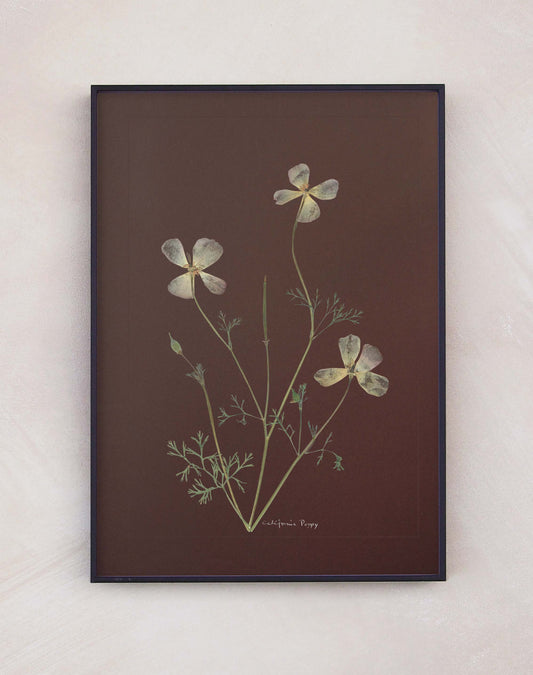 California Poppy