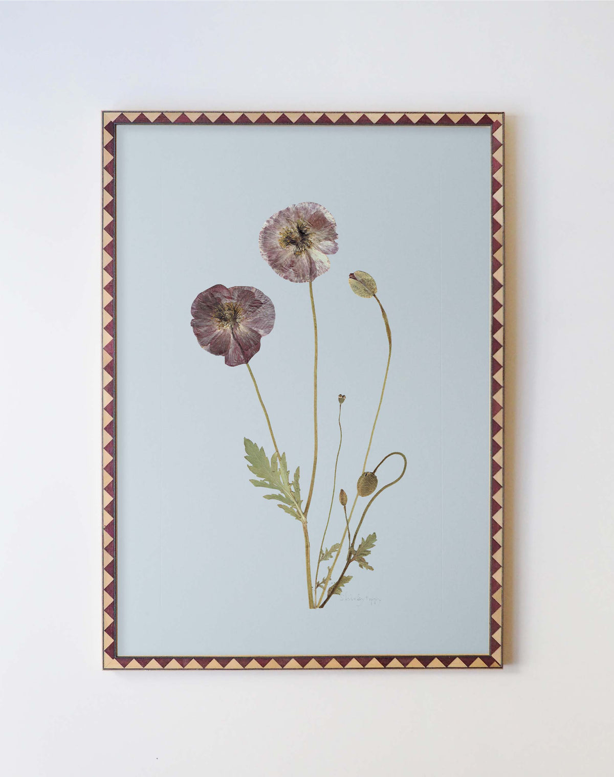 Shirley Poppy