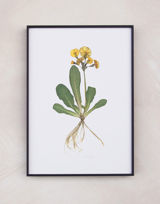 Primula