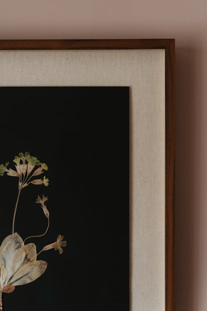 Primula Study