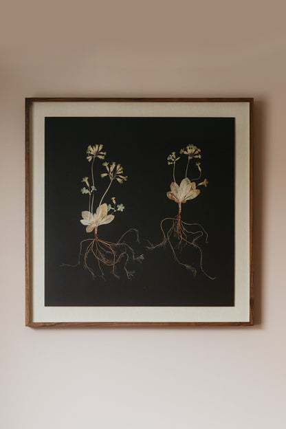 Primula Study