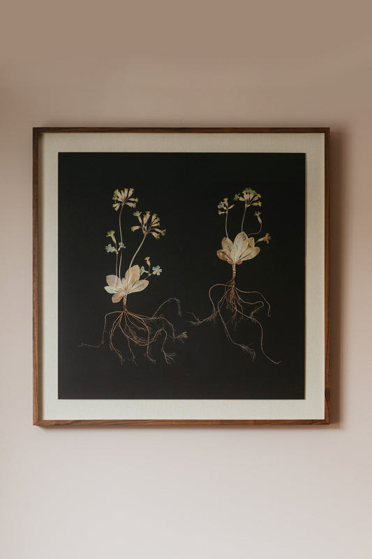 Primula Study