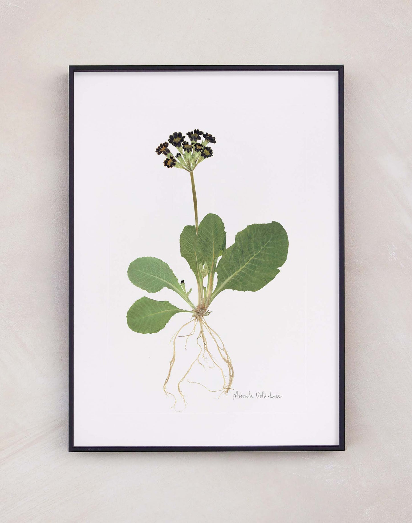 Primula Print