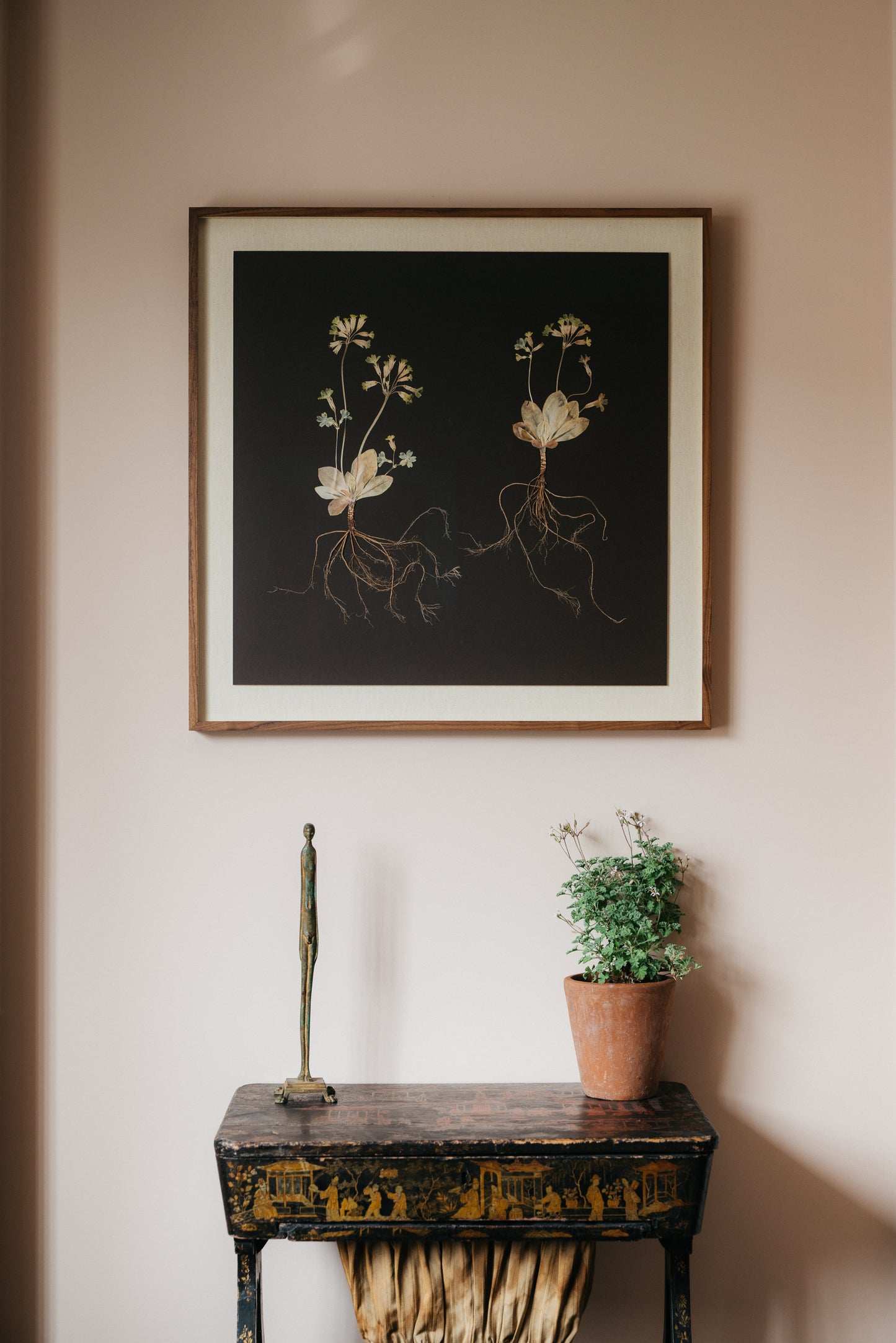 Primula Study