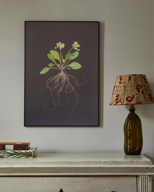 Cowslip with roots