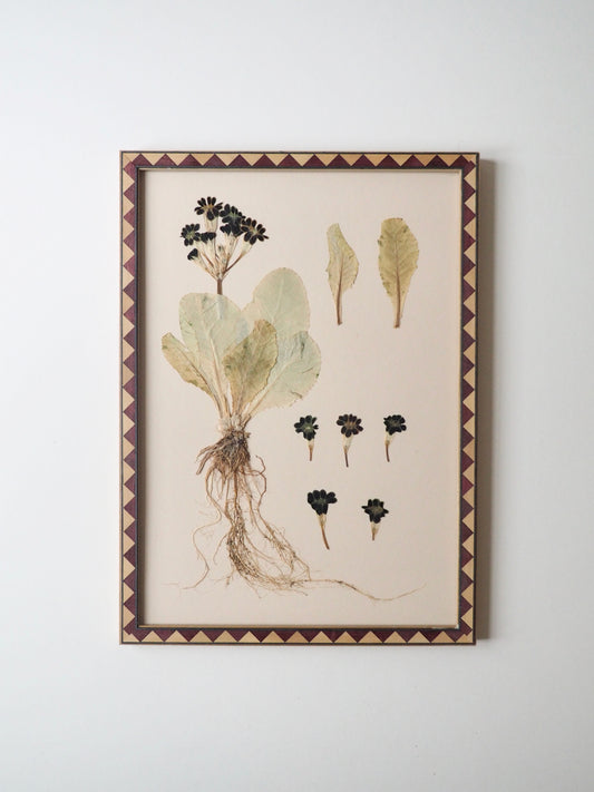 Primula Study