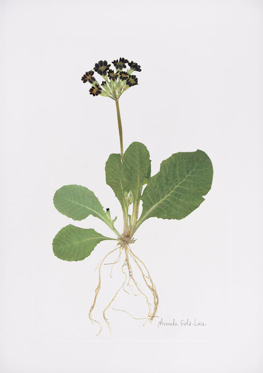 Primula Print