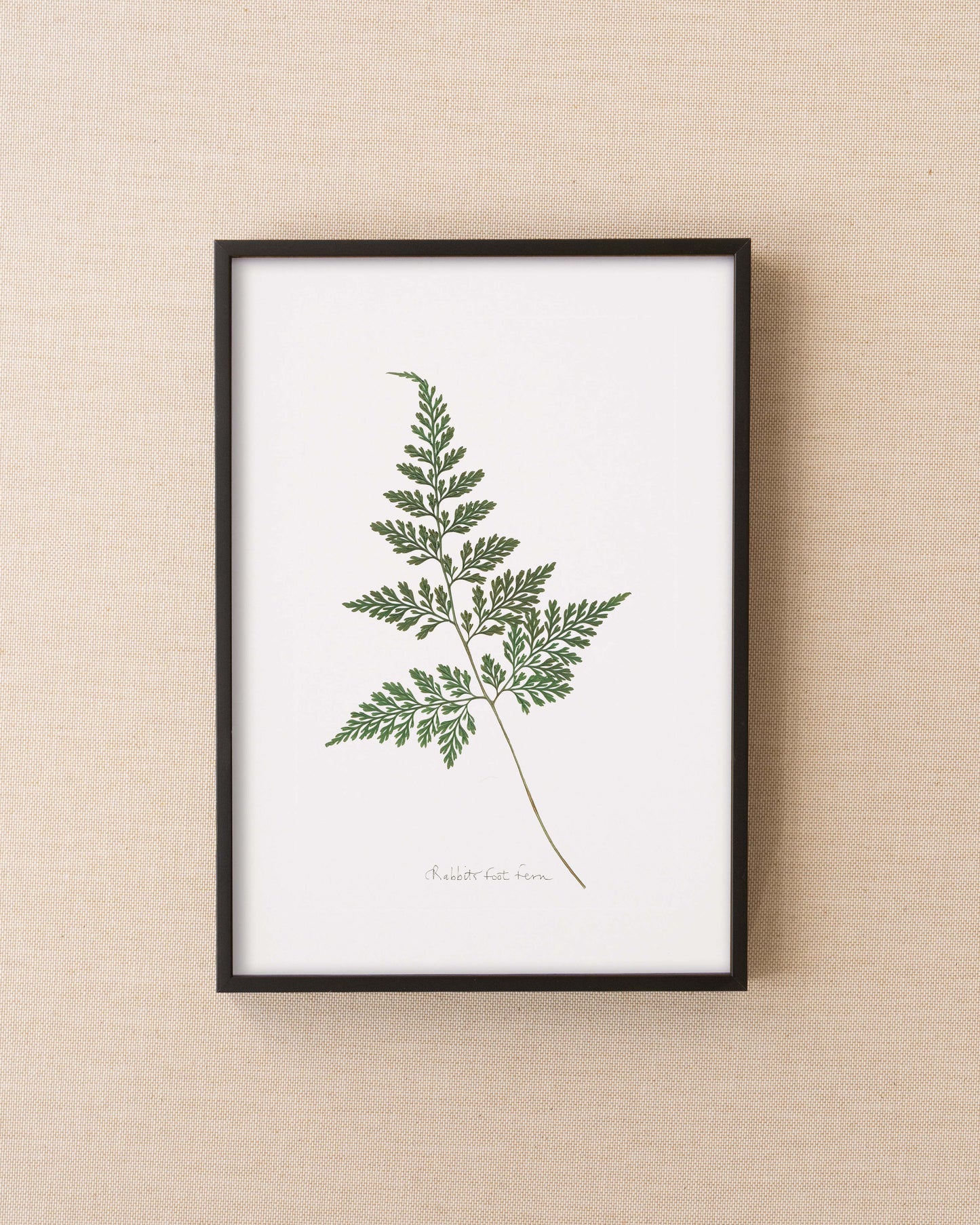 Rabbit's Foot Fern