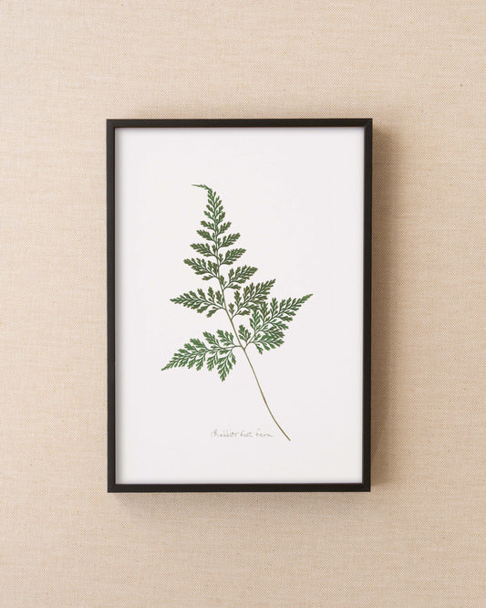 Rabbit's Foot Fern