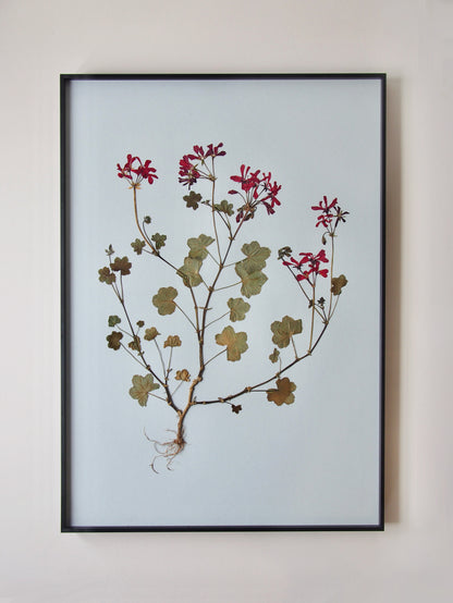 Ivy-Leaved Pelargonium