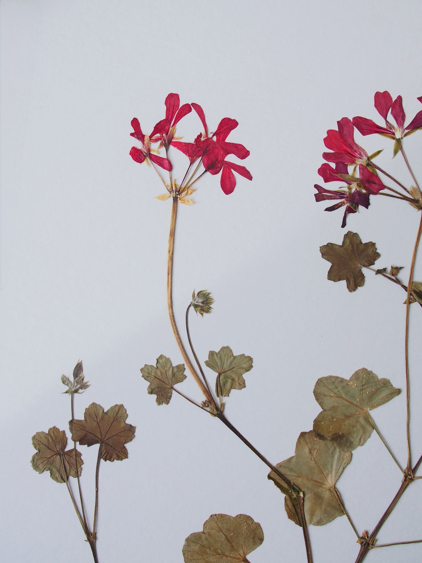 Ivy-Leaved Pelargonium