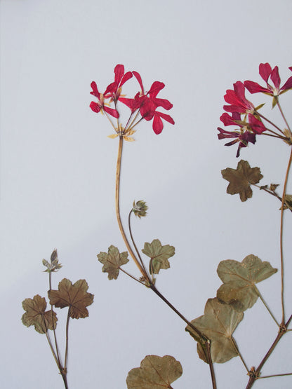 Ivy-Leaved Pelargonium