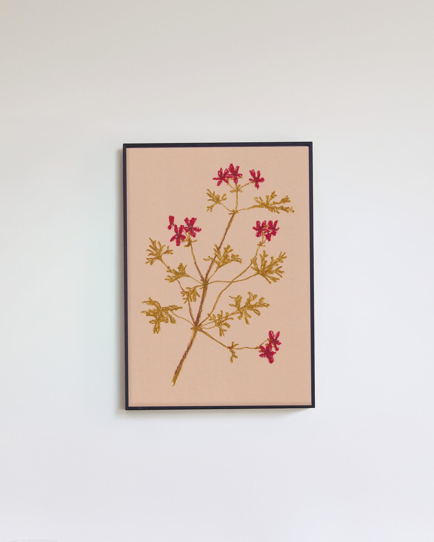 Pastel Pelargonium Red