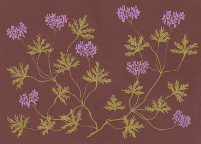 Pastel Pelargonium - Rust & Lilac