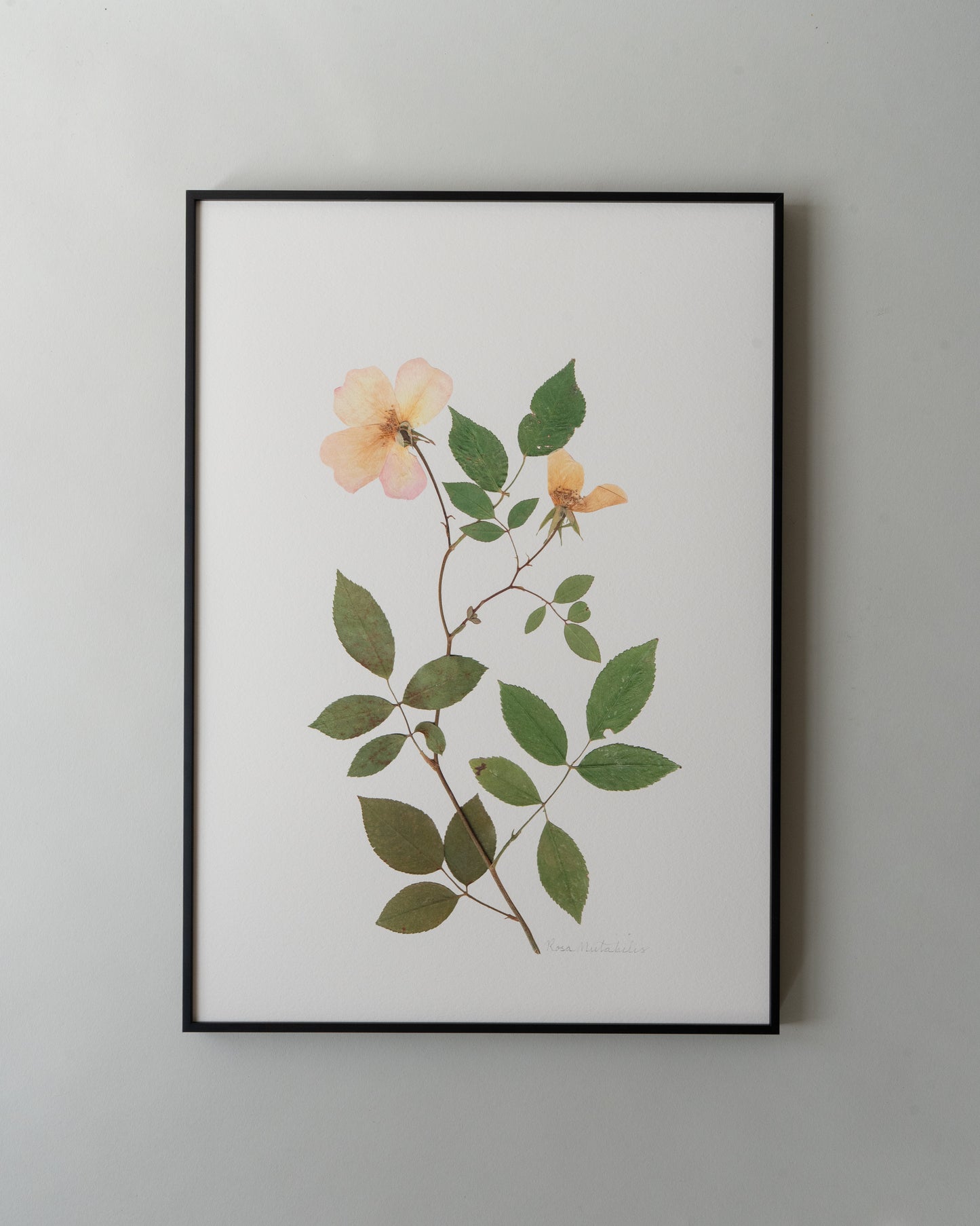 Rosa Mutabilis Print - Yellow