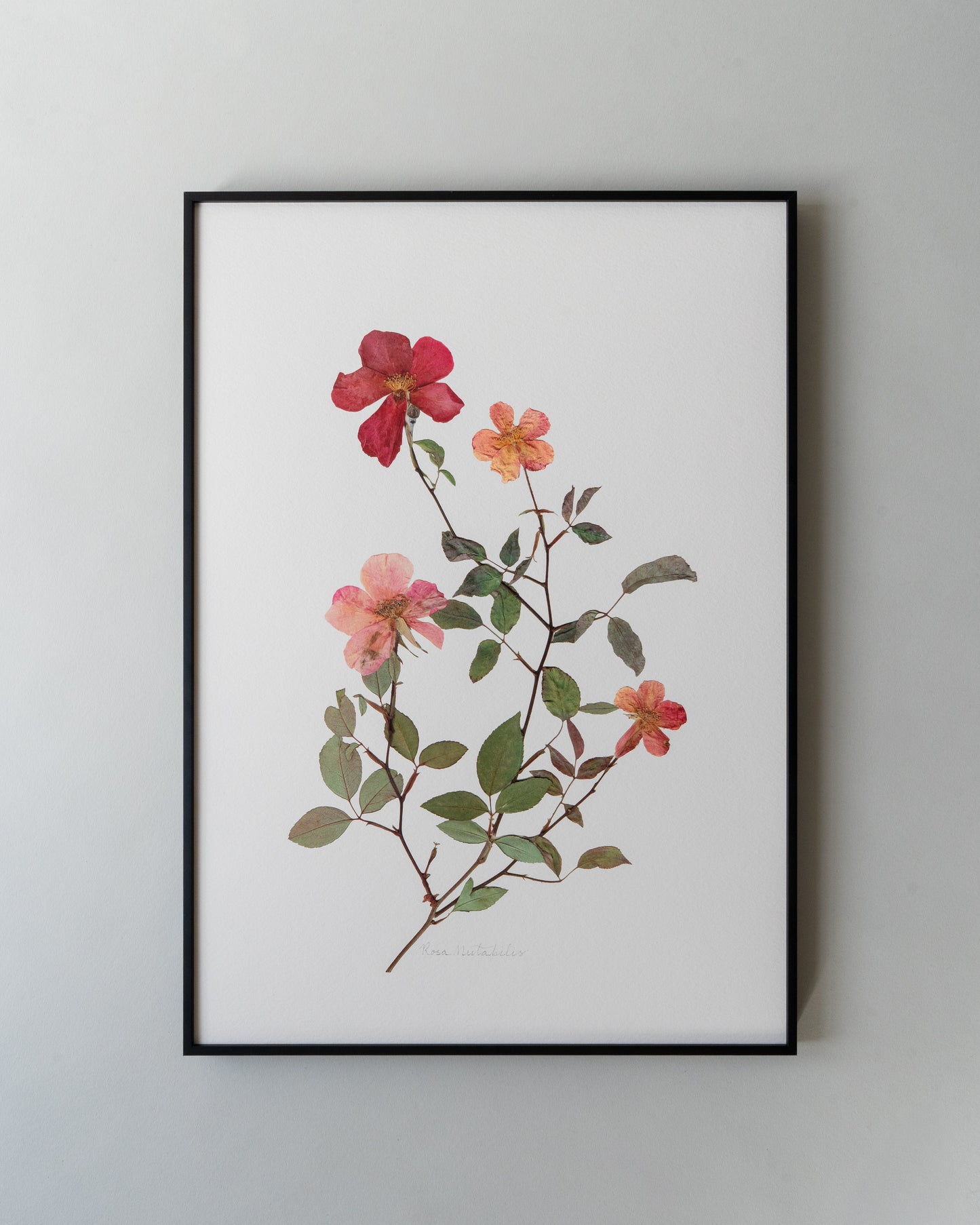 Rosa Mutabilis Print - Pink