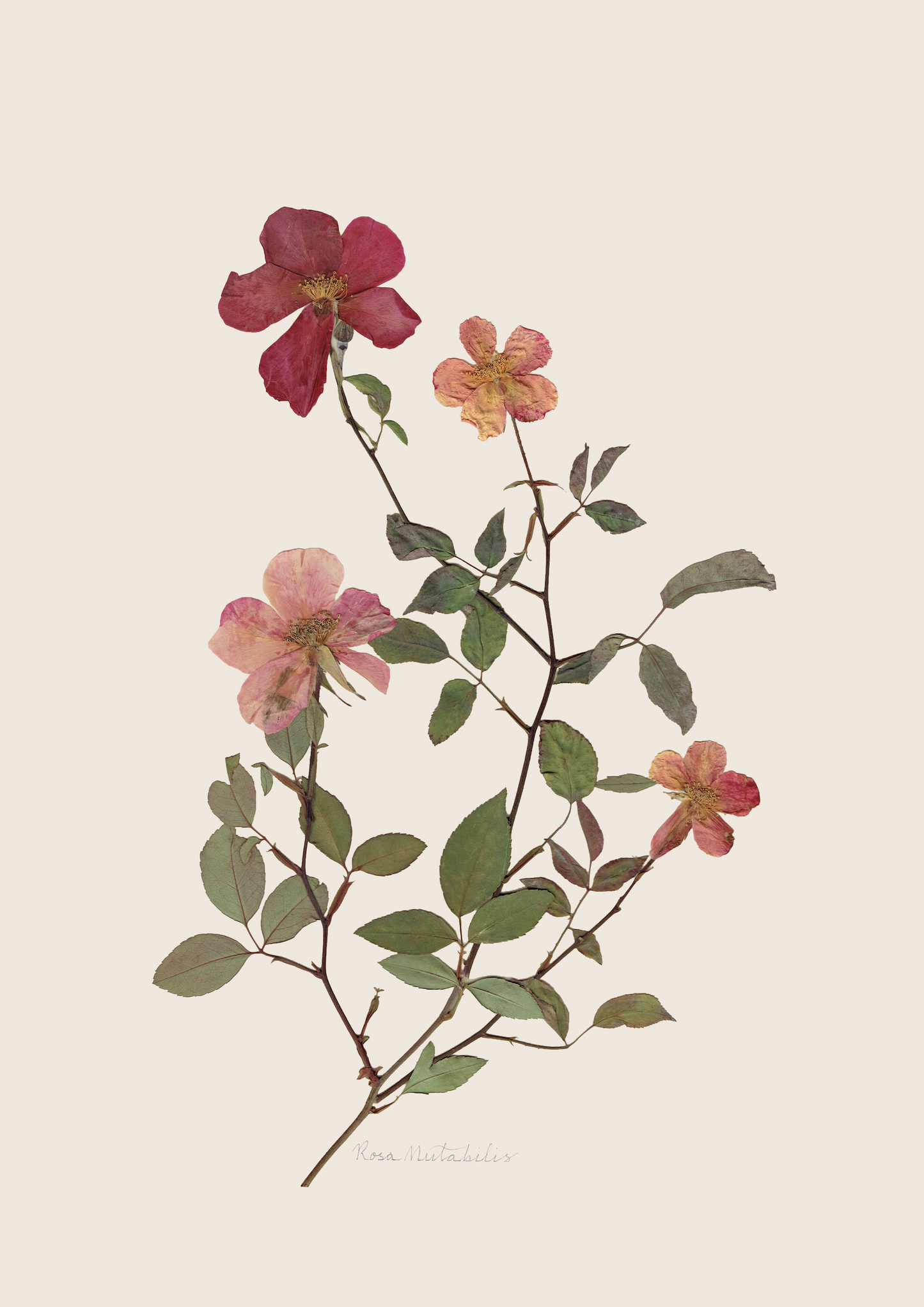 Rosa Mutabilis Print - Pink