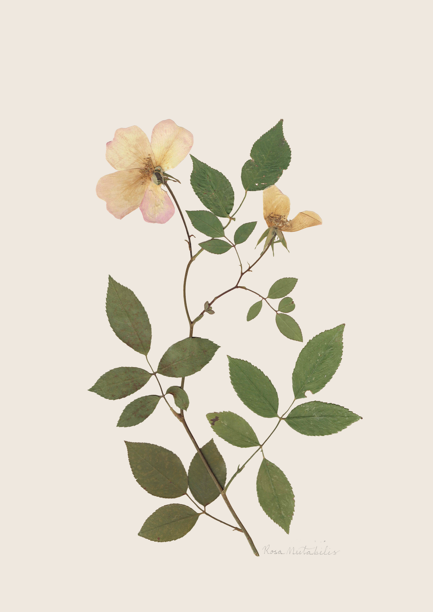 Rosa Mutabilis Print - Yellow