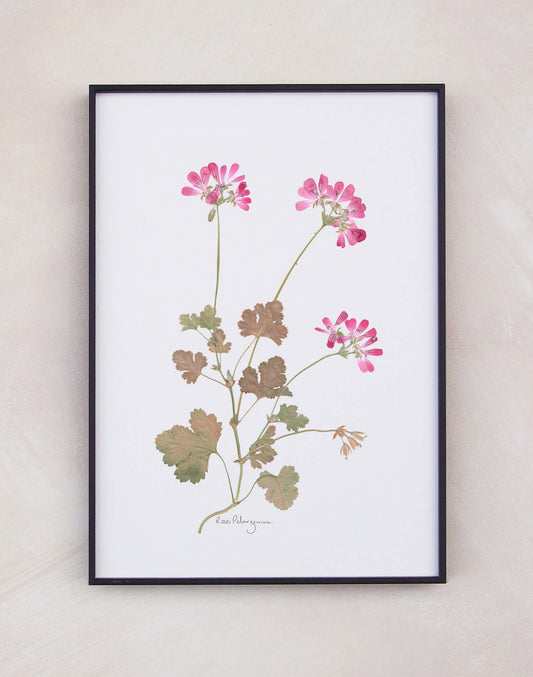 Rose Leaf Pelargonium