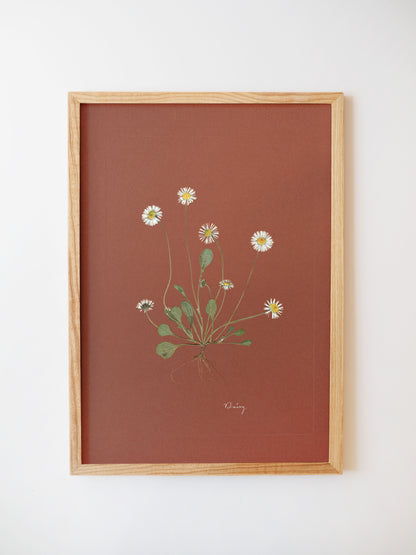 Daisy