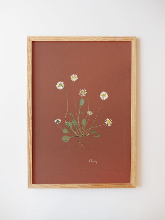 Daisy