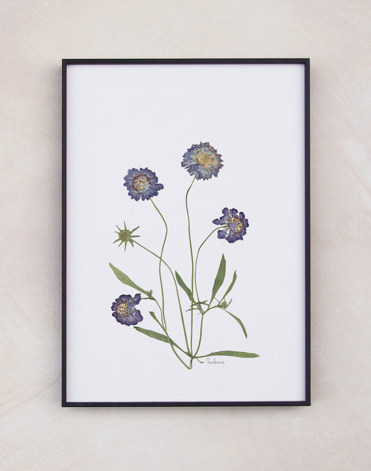 Scabious