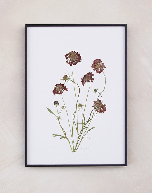 Scabious