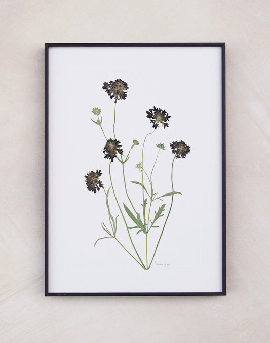 Scabious