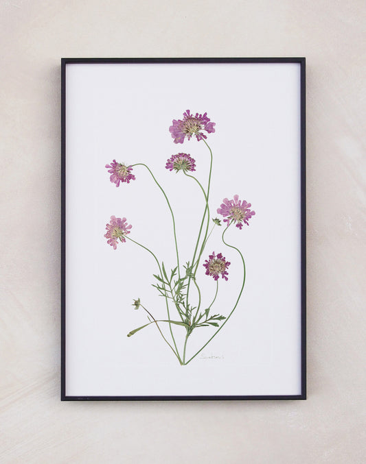 Scabious