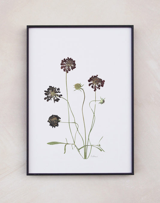 Scabious