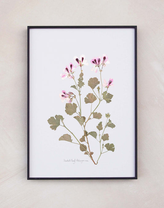 Scented Leaf Pelargonium