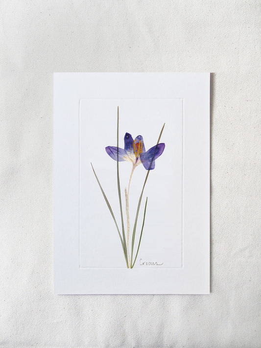 March Crocus