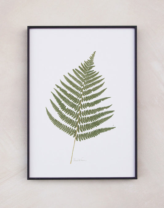 Shield Fern