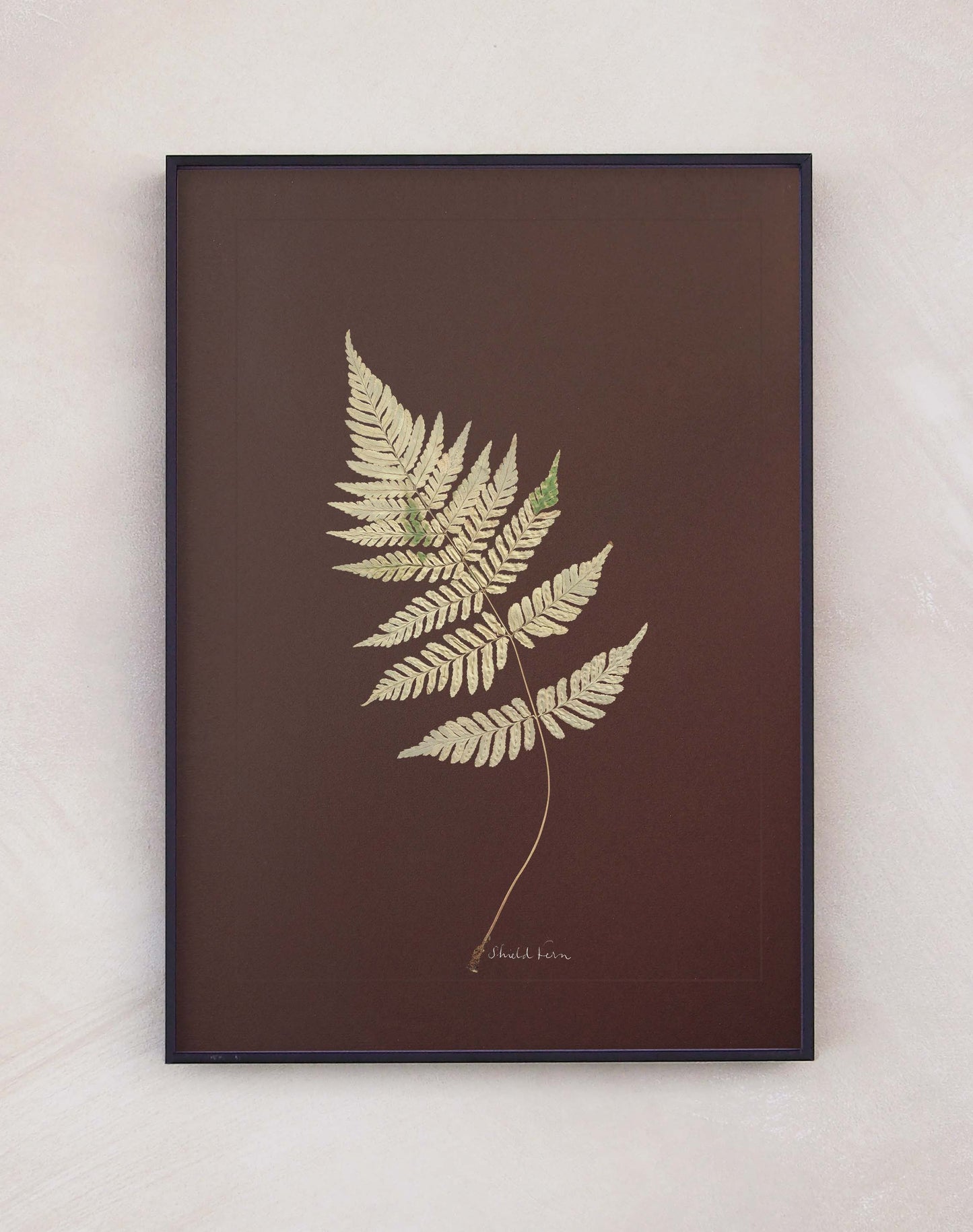 Shield Fern