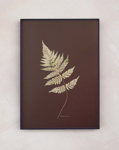 Shield Fern