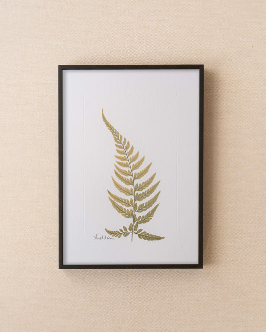 Shield Fern