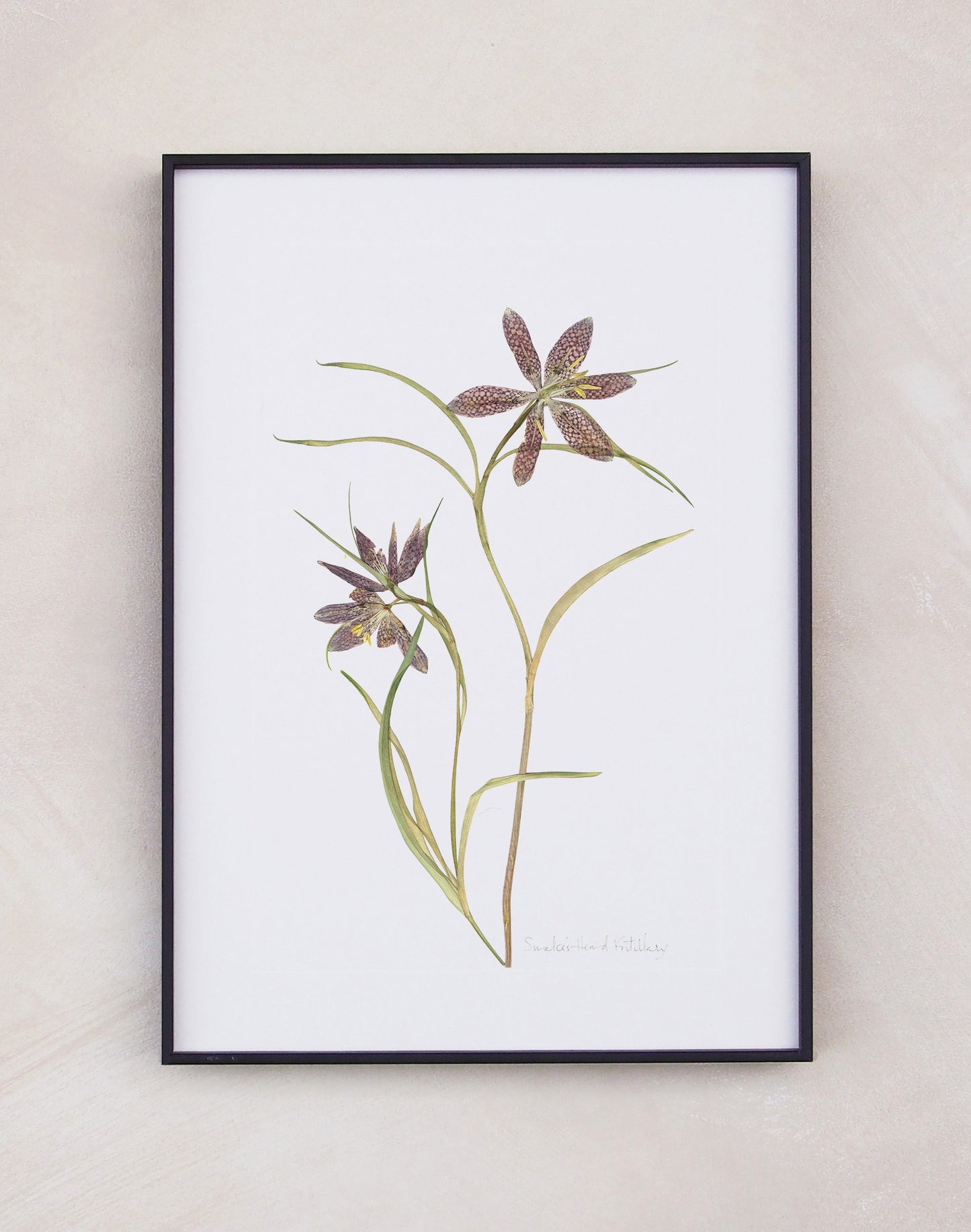 Snake's Head Fritillary