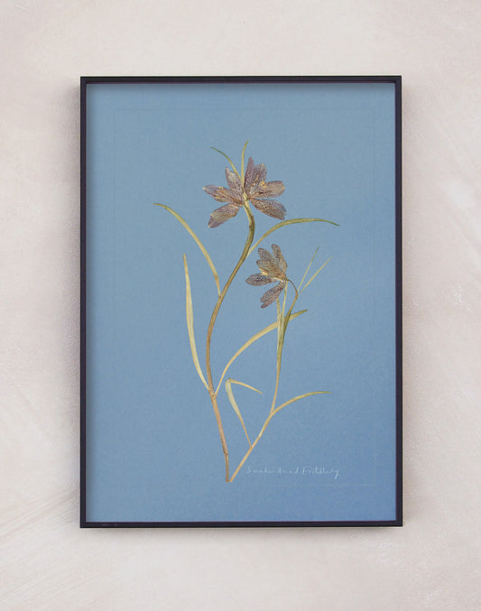 Snake's Head Fritillary