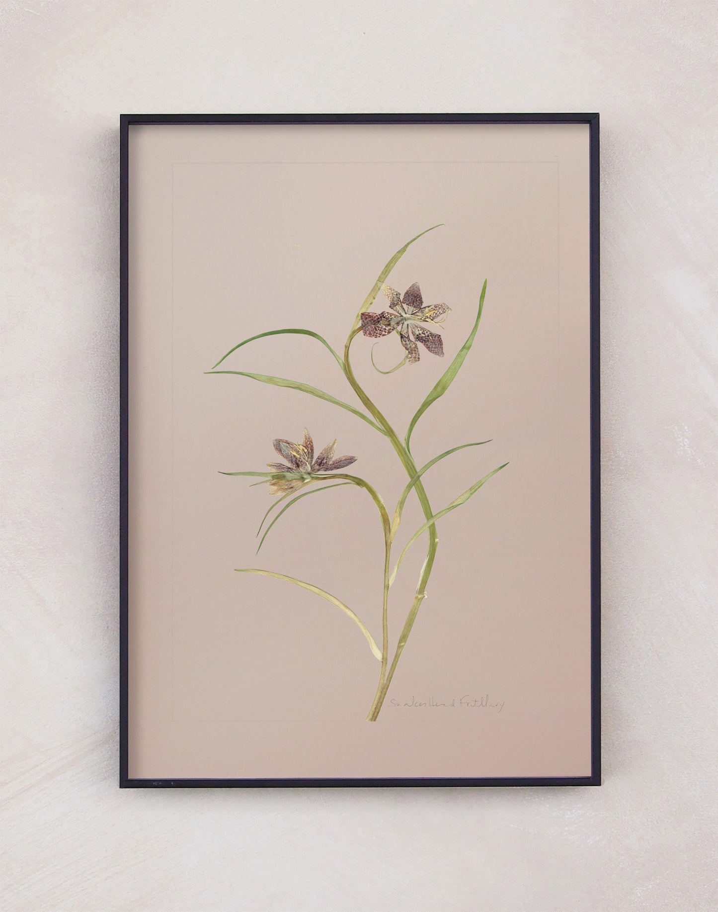 Snake's Head Fritillary