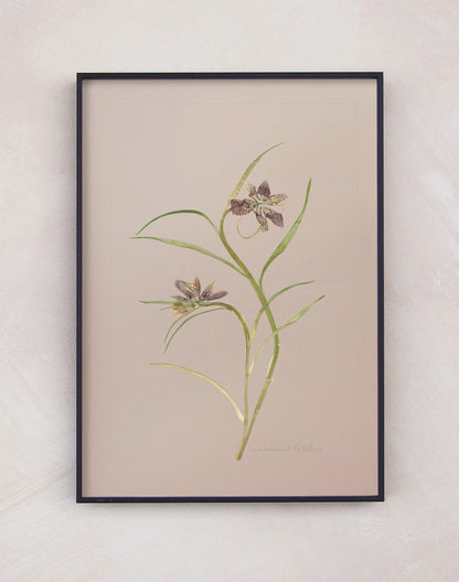 Snake's Head Fritillary