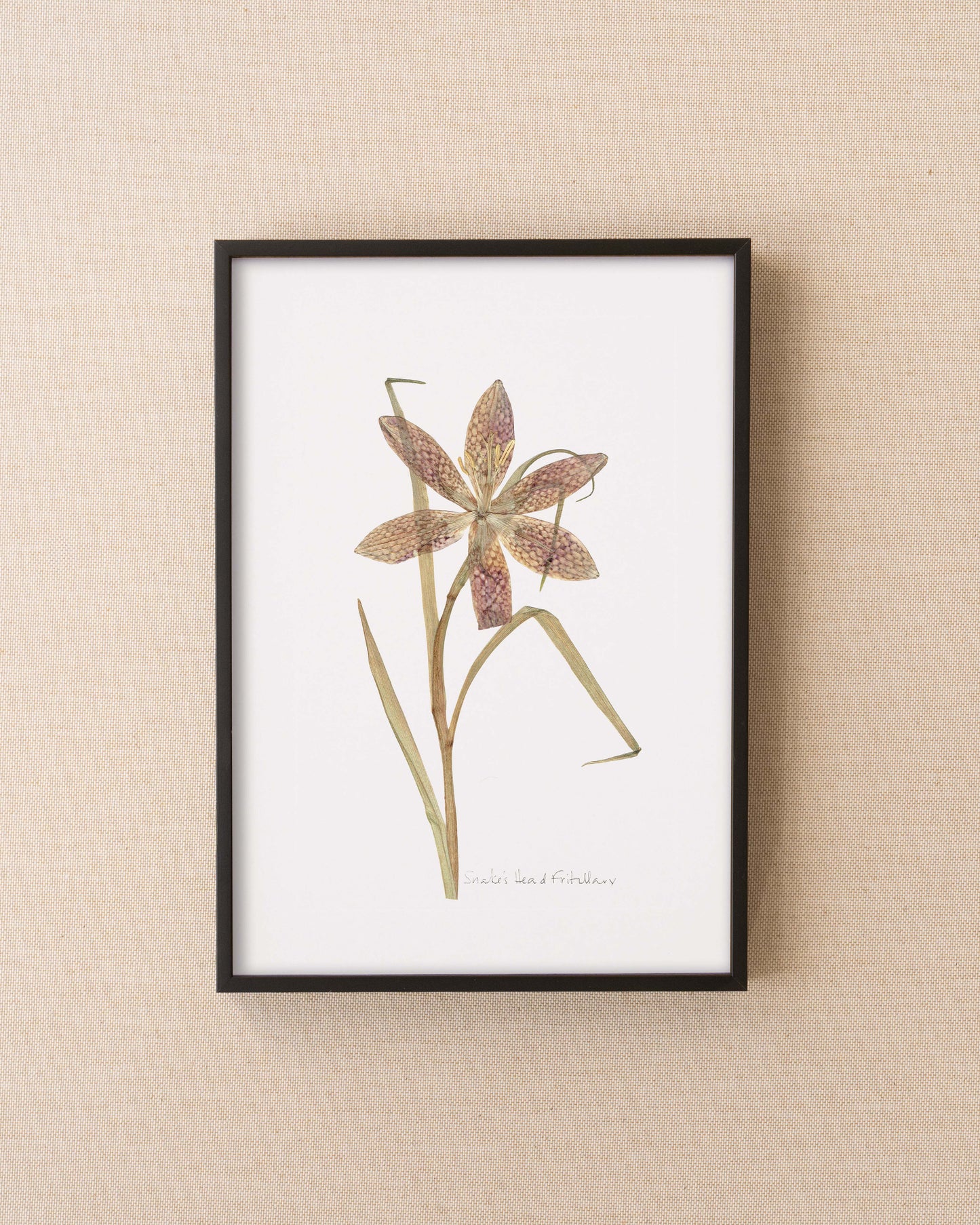 Snake's Head Fritillary