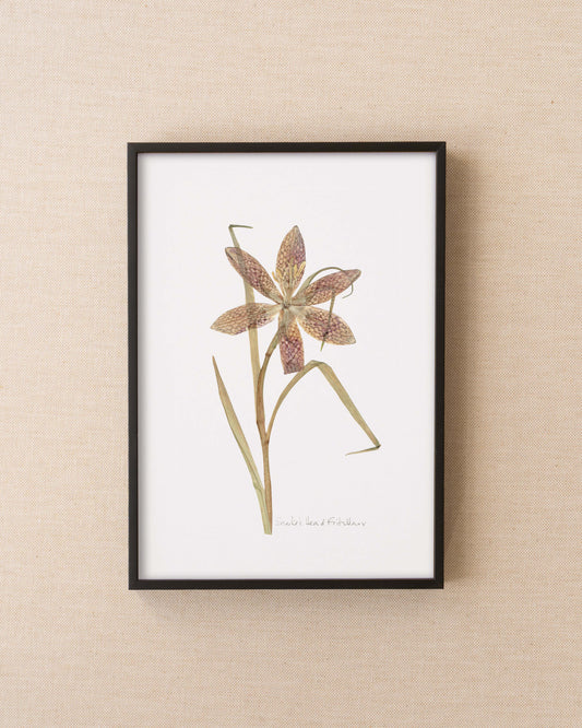 Snake's Head Fritillary