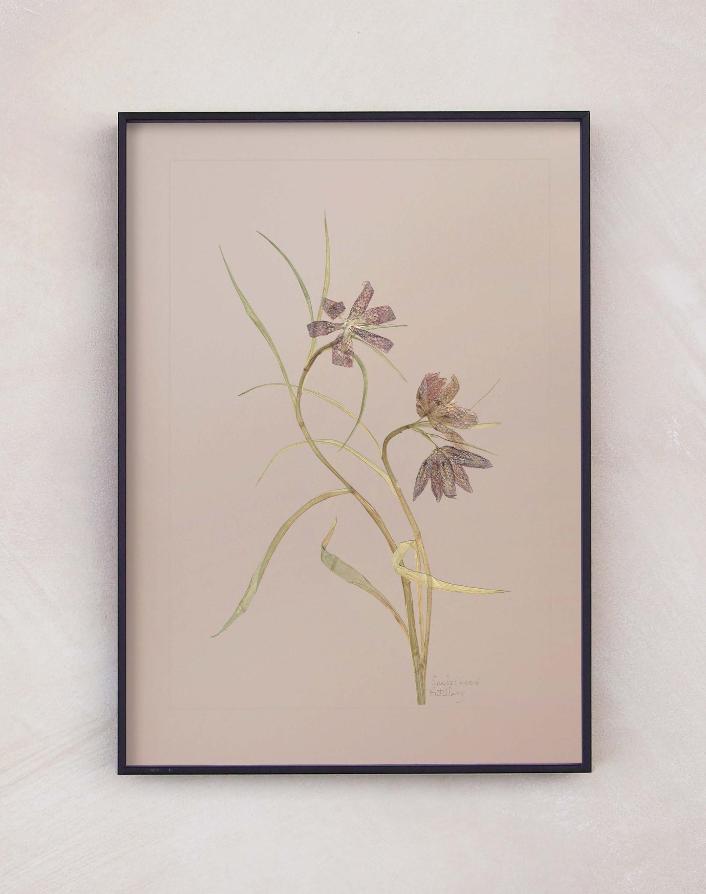Snake's Head Fritillary