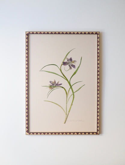 Snake's Head Fritillary