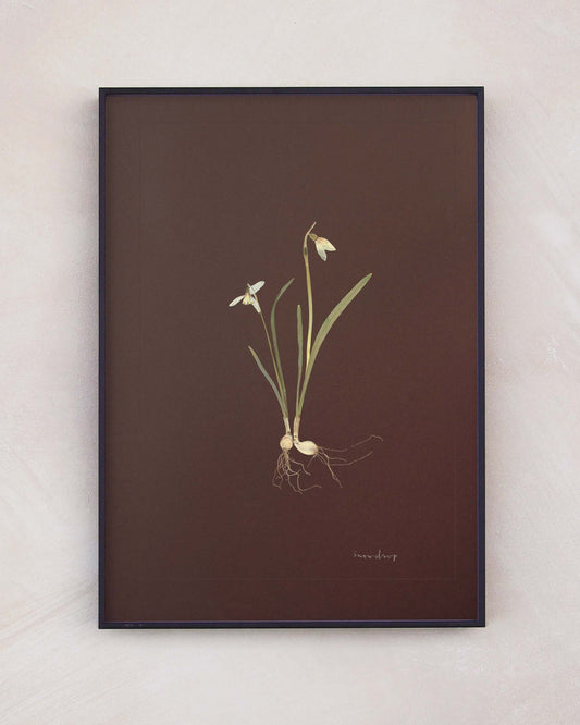 Snowdrop